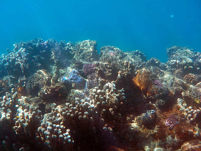 underwater photo of sea coral thumbnail