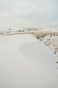 brown and green plants on snow during daytime thumbnail