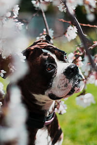 selective focus photography of American bulldog thumbnail