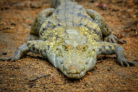 closeup photography of gray crocodile thumbnail
