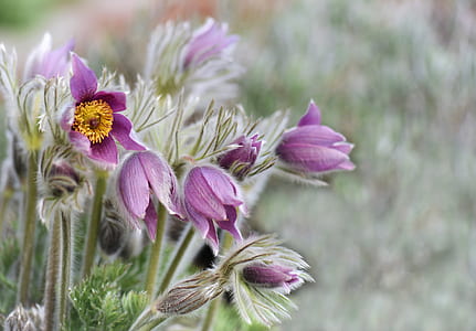 selective focus photography of purple pulsatilla flower thumbnail