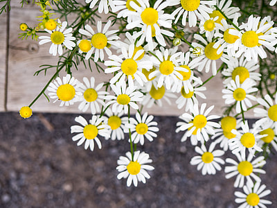white and yellow flowers blooming during daytime thumbnail