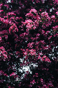 Lovely pink flowers blooming from the tree branches thumbnail