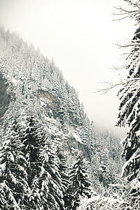 pine trees covered in snow thumbnail