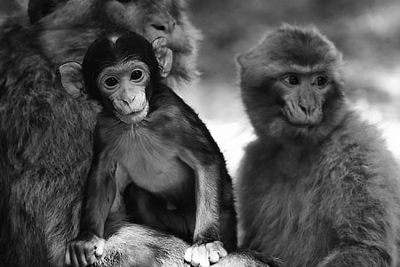 Baby Monkey, Barbary Ape thumbnail