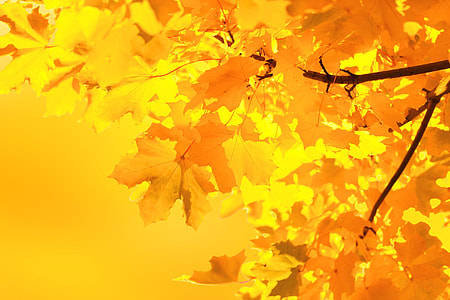 close up photo of Mapple leaf thumbnail
