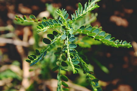 Shallow Focus Photography of Green Plant thumbnail