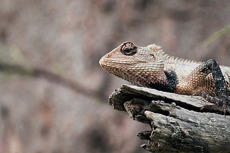 black and grey lizard on brown wood thumbnail