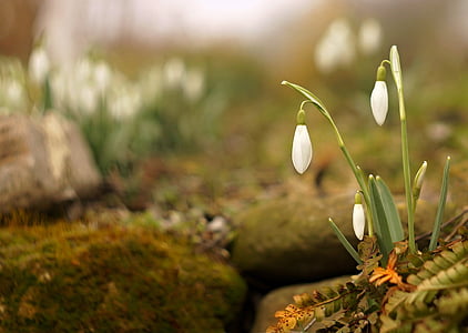 selective focus photography of white flowers thumbnail