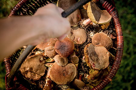 person holding basket full of mushrooms thumbnail