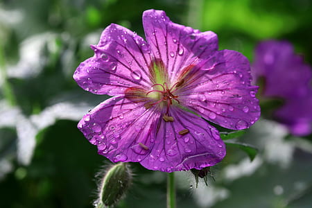 selective focus photography of purple petaled flower thumbnail