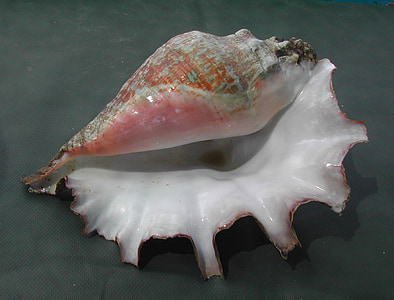 orange and white conch shell thumbnail