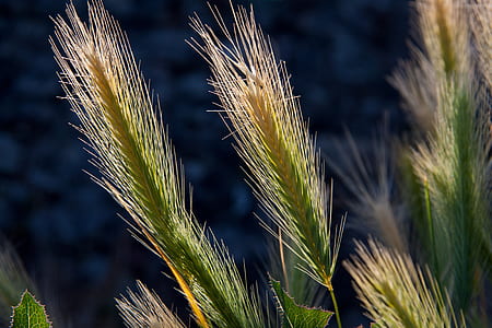 peacock feathers in selective-focus photography thumbnail