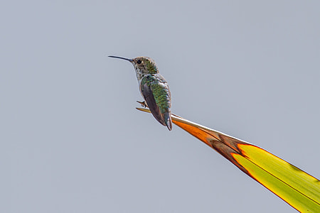 selective focus photography of hummingbird perching on green leaf thumbnail