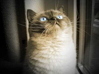 cat looking up thumbnail