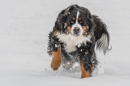 St. Bernard running in snow thumbnail
