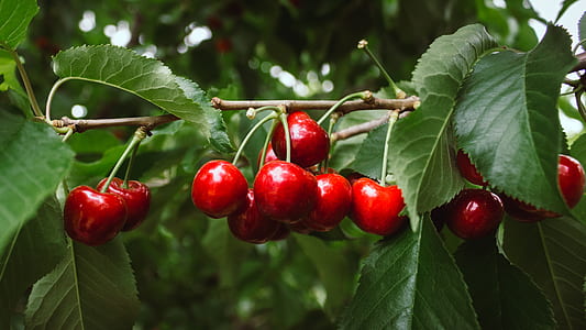 photo of cherries thumbnail