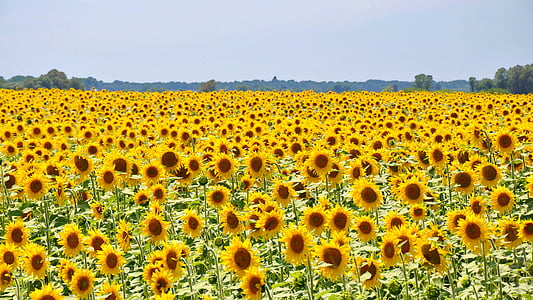 sunflowers photo during daytime thumbnail