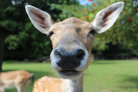 brown deer selective focus photography thumbnail