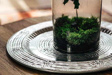 Tiny little forest in a jar thumbnail