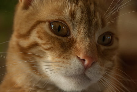 orange tabby cat thumbnail