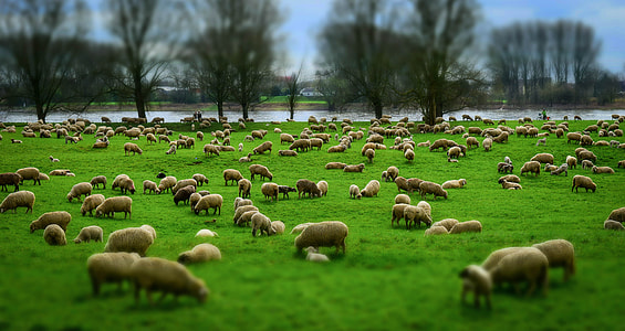 herd of sheep on green grass field thumbnail