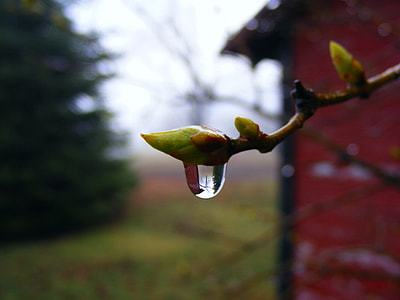 focus photography of green flower with water drop thumbnail