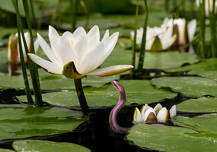 selective focus of purple snake under white lotus flower on pond thumbnail