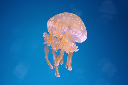 brown jellyfish thumbnail