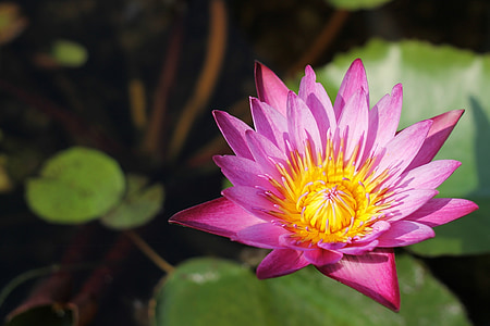 pink lotus flower blooming at daytime thumbnail