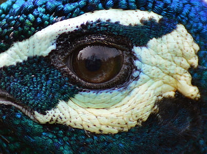 brown reptile eye thumbnail