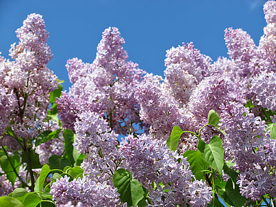 photo of purple petaled flowers thumbnail