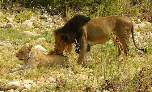 lion sniffing lioness in forest thumbnail
