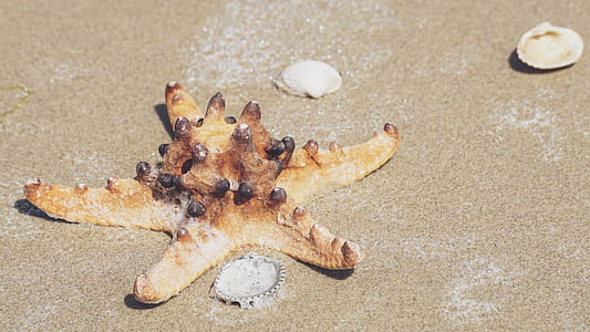 Star Fish On Sand thumbnail