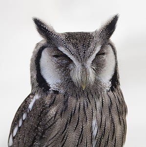 Bubo bubo owl thumbnail