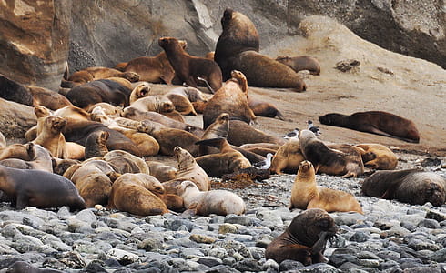 Sea Lions Lot thumbnail