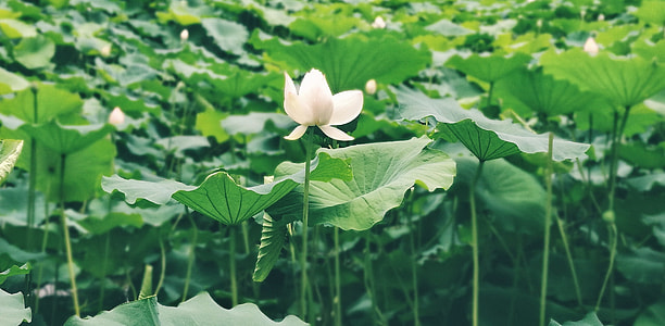 white petaled flower beside elephant ear plants thumbnail