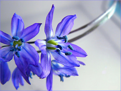 selective focus photography of purple petaled flowers thumbnail
