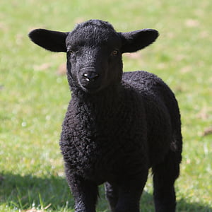 black lamb photograph thumbnail