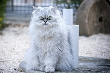 photo of white Persian cat thumbnail