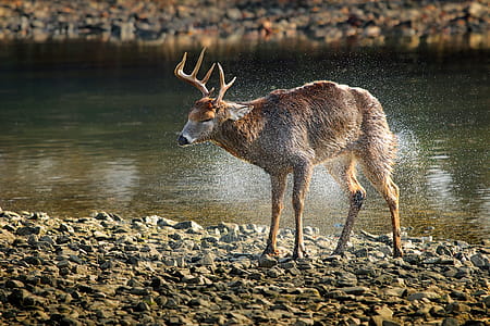 Side View of Deer Walking in Lake at Forest thumbnail