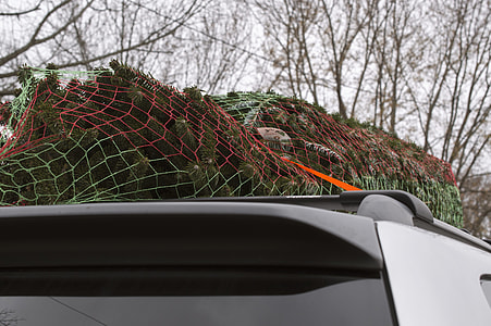 pine tree on vehicle's roof thumbnail