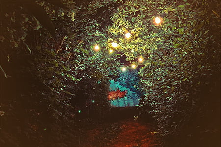 lights turned on hanging on trees at night thumbnail