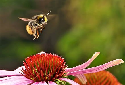 yellow and black bumble bee flying on pink and red flower during daytime thumbnail