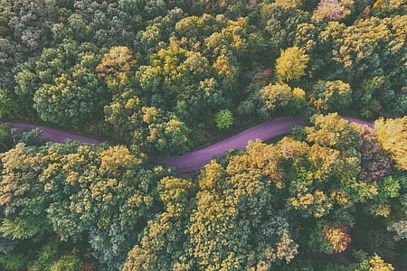 aerial view of green leaf trees during daytime thumbnail