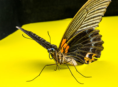 Butterfly, Insect thumbnail