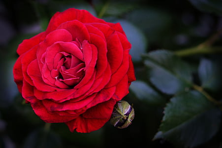 close-up photo of red rose thumbnail