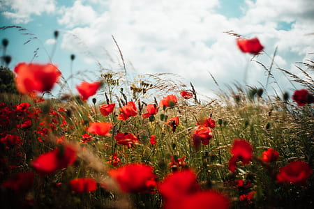 red petaled flowers thumbnail