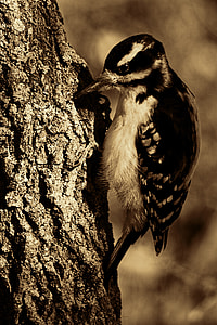 Great Spotted Woodpecker, Bird thumbnail