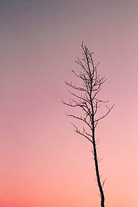 Silhouette Photo of Bare Tree thumbnail